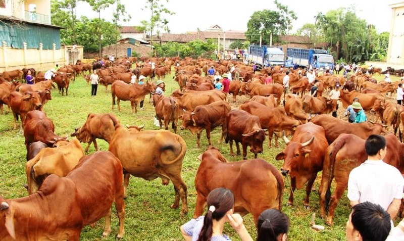Hiệu quả từ mô hình nuôi bò sinh sản của gia đình anh Trần Duy Anh
