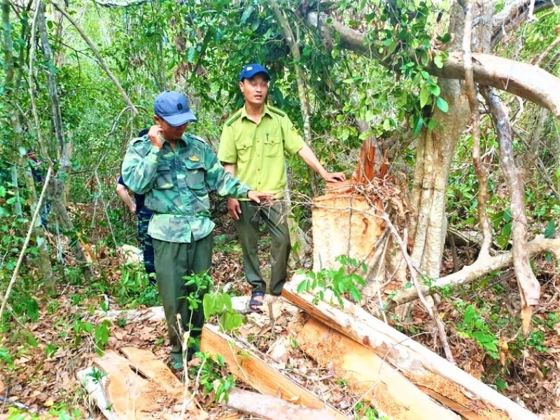 Một vụ phá rừng trong Khu Bảo tồn thiên nhiên Ea Sô tại khu vực giáp ranh giữa tỉnh Đắk Lắk và tỉnh Gia Lai được phát hiện đầu năm 2020.