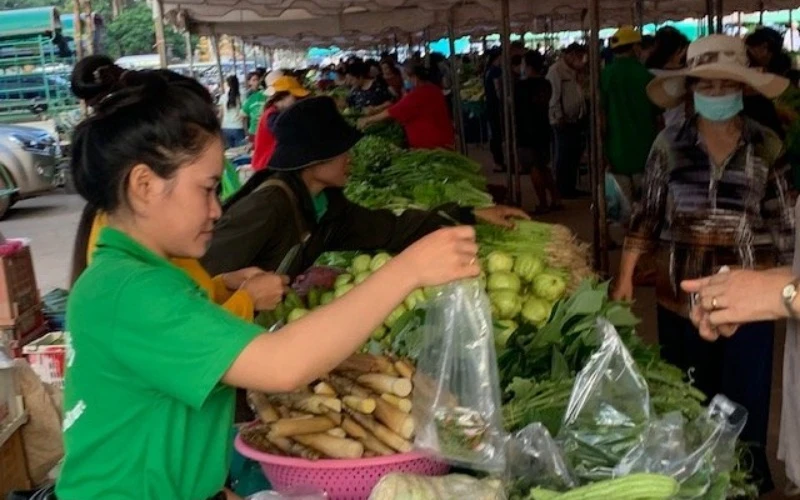 Người lao động trong ngành nông nghiệp tại Lào ít bị ảnh hưởng bởi dịch bệnh Covid-19 do thị trường tiêu thụ chính là nội địa.