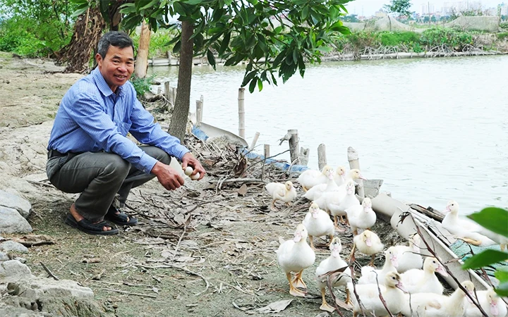 Ông Nguyễn Văn Vàng chăm sóc đàn vịt.