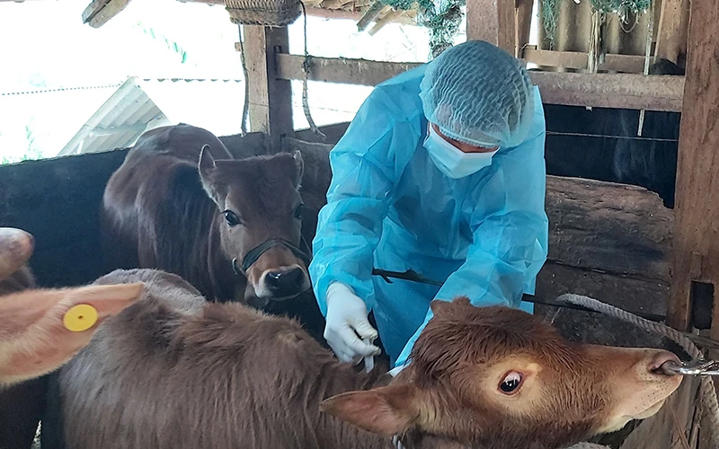 Cục Thú y phối hợp Chi cục Chăn nuôi và Thú y tỉnh Hà Giang tiêm thử nghiệm vắc-xin phòng bệnh viêm da nổi cục trên trâu, bò tại xã Khâu Vai (huyện Mèo Vạc). Ảnh: NGUYỄN CHIẾN (TTXVN)