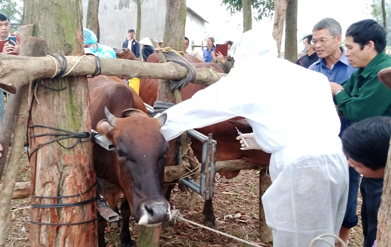Tiêm vaccine VDNC trên đàn gia súc ở xã Tiên Phong, thị xã Phổ Yên.
