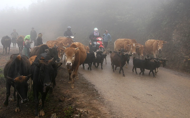 Người dân huyện Ðồng Văn (Hà Giang) đưa đàn gia súc về nhà tránh rét. Ảnh: Thu Trang