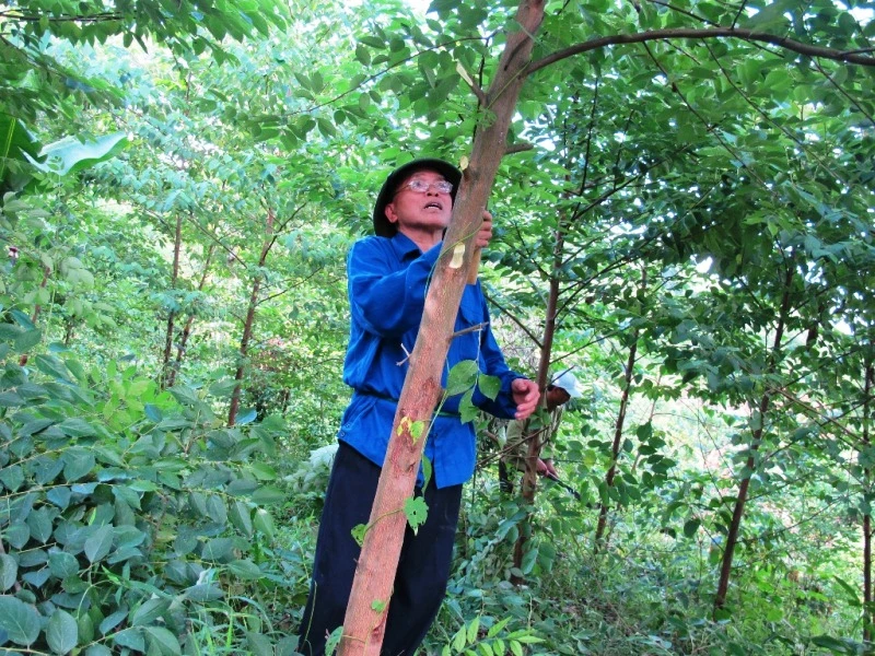  Ông Nguyễn Ngọc Lài đi thăm rừng.