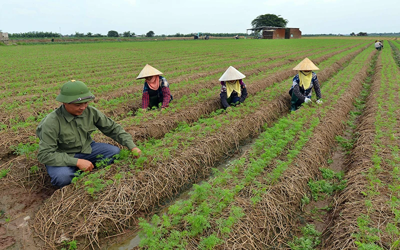 Nông dân xã Cao Ðức (huyện Gia Bình) chăm sóc cà-rốt.