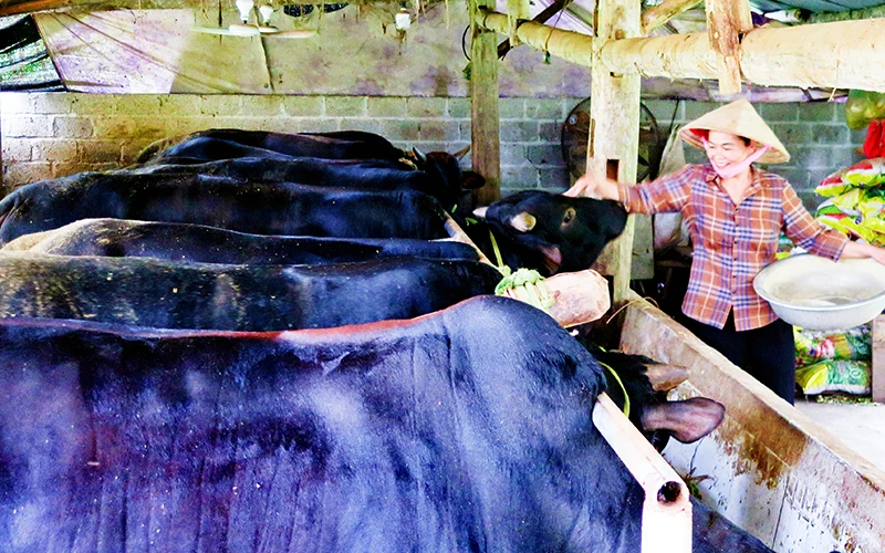 Mô hình nuôi bò 3B của đồng bào dân tộc Tày ở xã Tràng Xá, huyện Võ Nhai.