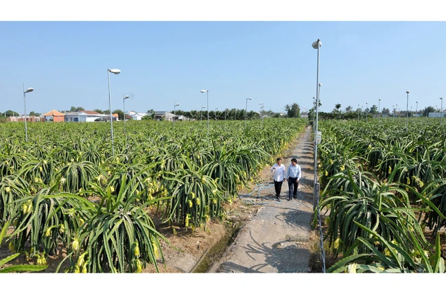 Sản xuất nông nghiệp ứng dụng công nghệ cao ở huyện Châu Thành (Long An). Ảnh: NGUYỄN ĐĂNG