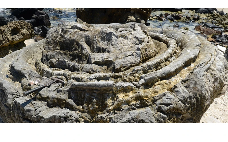 Hóa thạch san hô hình cối xay tại Công viên địa chất Lý Sơn-Sa Huỳnh (Ảnh: Công viên địa chất Lý Sơn-Sa Huỳnh)