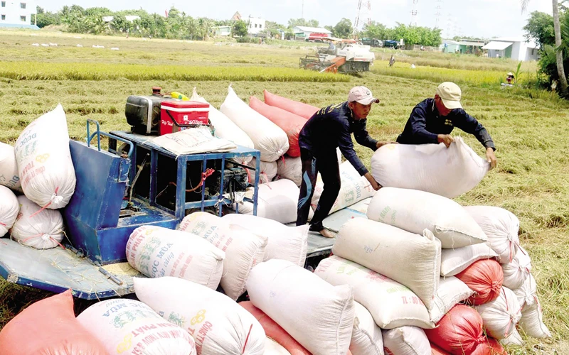 Sản lượng tăng, Việt Nam có đủ nguồn cung gạo cho xuất khẩu và tiêu dùng nội địa.