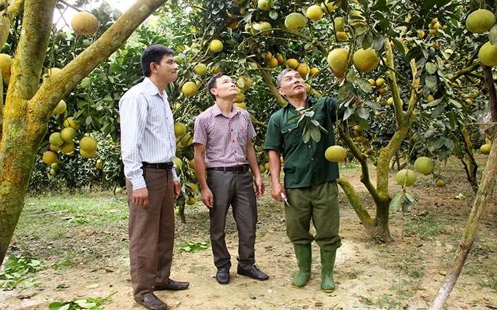 Mô hình trồng bưởi theo tiêu chuẩn VietGAP ở xã Phúc Ninh, huyện Yên Sơn (Tuyên Quang). Ảnh: NGUYỄN CHUNG