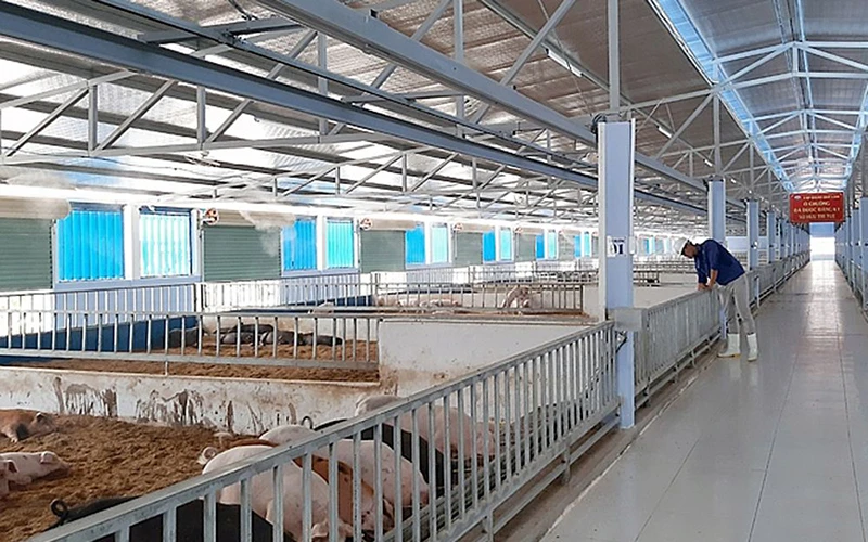 Tổ hợp chăn nuôi an toàn sinh học 4F của Tập đoàn Quế Lâm tại huyện Phong Điền (Thừa Thiên Huế).