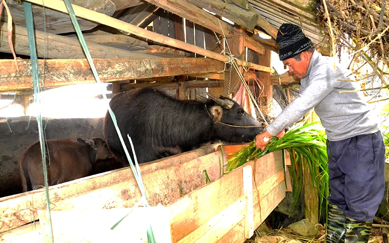 Người dân Sa Pa (Lào Cai) làm lán trại để nuôi nhốt, tránh gió lùa và mưa rét, bảo vệ đàn trâu. Ảnh: QUỐC HỒNG