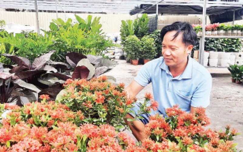 Người dân thành phố chọn mua cây kiểng tại siêu thị cây cảnh bon-sai trên đường Phạm Văn Đồng.