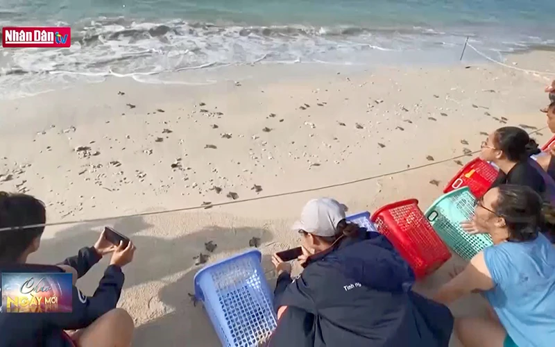 Sáng kiến bảo tồn rùa biển