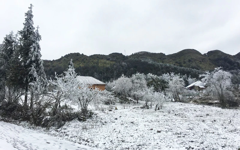 Tuyết rơi trắng xóa khu vực Trường tiểu học Nhìu Cồ San, Y Tý (Lào Cai) sáng 11-1 (Ảnh: NDĐT)