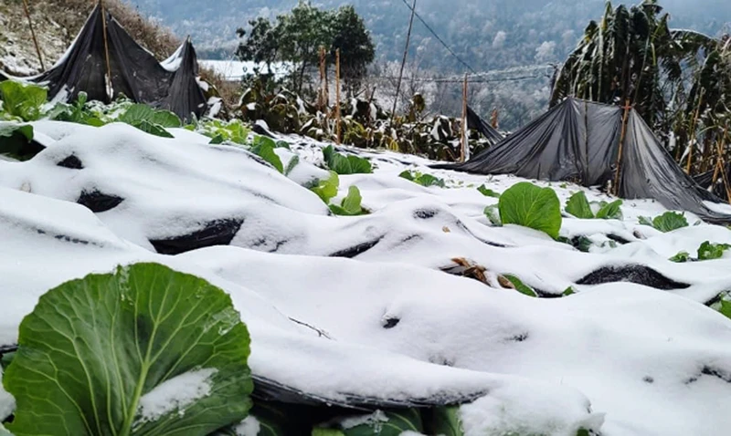 Băng tuyết rơi dày ở Sa Pa và Bát Xát (Lào Cai), gây thiệt hại cho cây trồng, vật nuôi.