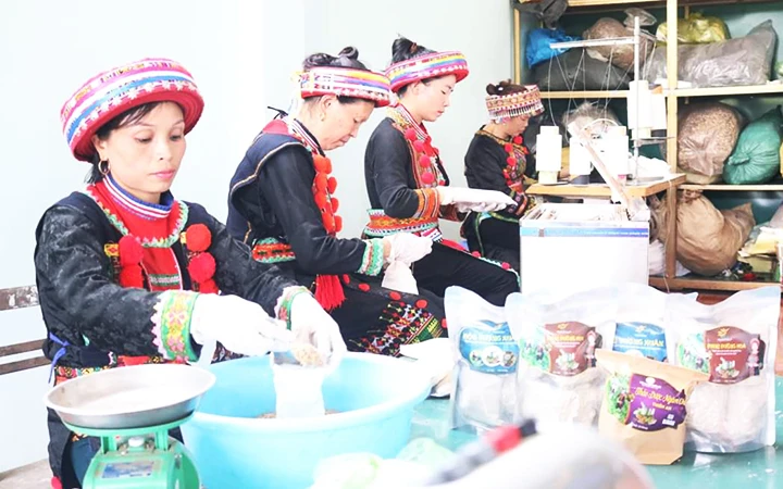 Thành viên Hợp tác xã Thiên An, huyện Bạch Thông đóng gói sản phẩm thảo dược tắm của đồng bào Dao. Ảnh: NGỌC DIỆP