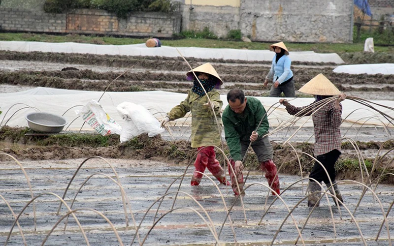 Nông dân xã Lăng Thành, huyện Yên Thành (Nghệ An) phủ ni-lông chống rét cho mạ. Ảnh: XUÂN HOÀNG 