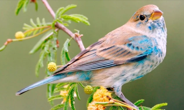 1,5 tỷ con chim được cứu tương đương với 20% số lượng chim ngày nay ở Mỹ. Ảnh: Getty Images.