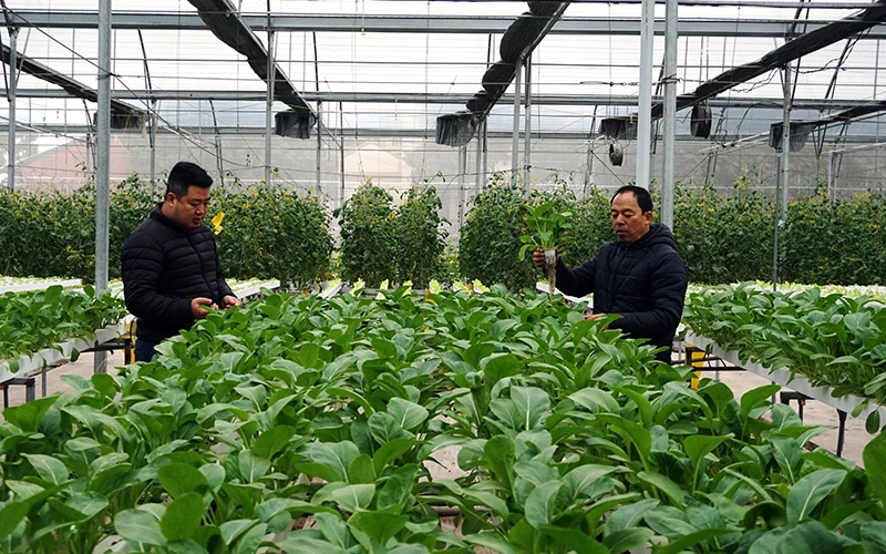 Ông Nguyễn Mạnh Hồng (bên phải) nông dân tiêu biểu của xã Yên Mỹ giới thiệu về mô hình trồng rau an toàn của hộ gia đình. 