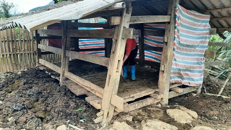 Một chuồng trại chăn nuôi ở huyện Ba Bể che chắn sơ sài, không bảo đảm giữ ấm cho gia súc trong mưa, rét đậm. 