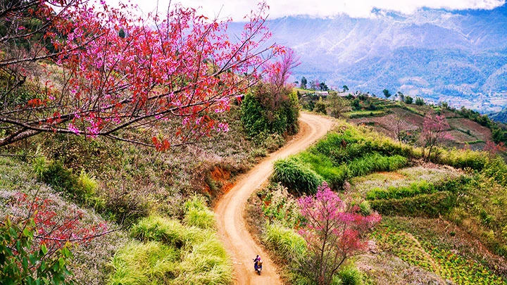 Cung đường rực rỡ hoa Tớ dày lên các bản vùng cao, huyện Mù Cang Chải.