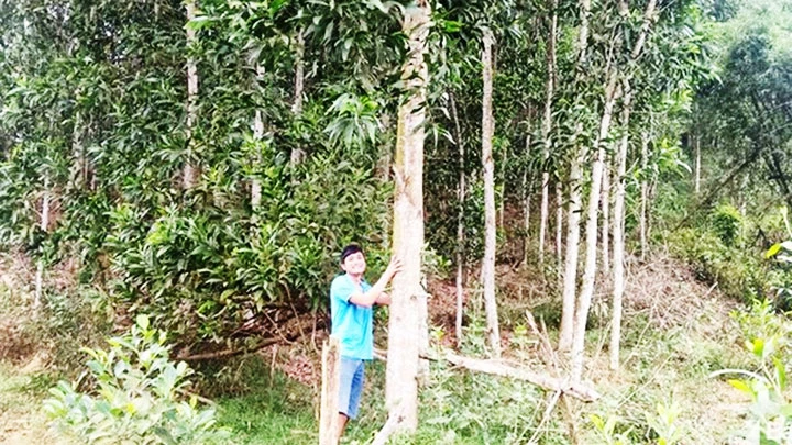 Rừng keo do người dân ở huyện Tân Kỳ bỏ vốn trồng đến tuổi khai thác, nhưng còn vướng một số quy định về khai thác gỗ trong rừng phòng hộ.