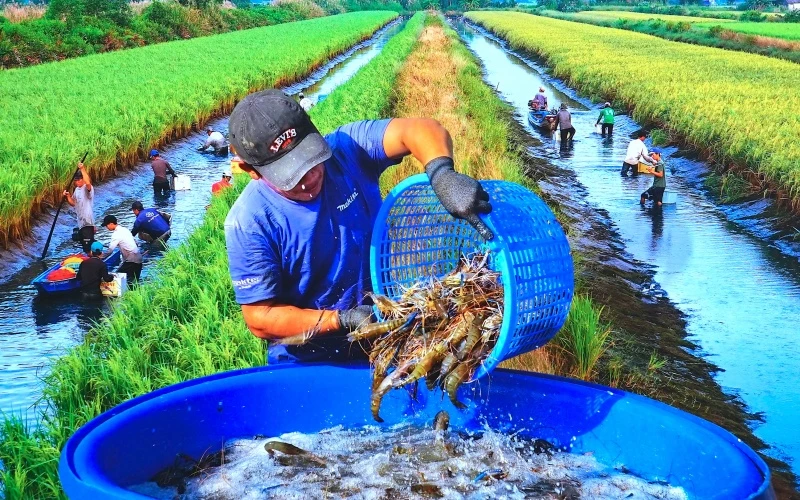 Nông dân xã Trí Phải (huyện Thới Bình) thu hoạch tôm càng trên đồng lúa hữu cơ. (Ảnh: Văn Đời - Cà Mau).