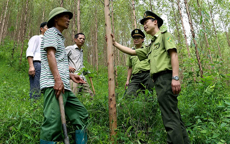 Cán bộ kiểm lâm và người dân kiểm tra rừng cây keo lai tại xã Ðồng Vương, huyện Yên Thế (Bắc Giang). Ảnh: VĂN SINH 