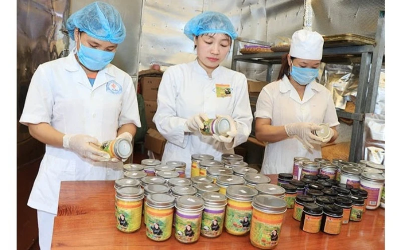Lao động sau đào tạo sản xuất tinh bột nghệ tại Hợp tác xã Tân Thành (TP Bắc Kạn). (Ảnh: Tuấn Sơn)