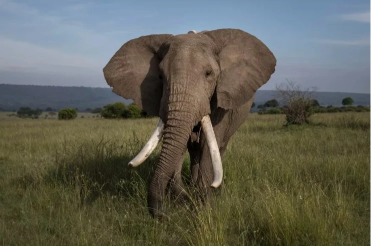 Đếm voi châu Phi bằng hình ảnh vệ tinh mở ra một phương pháp mới để theo dõi các loài động vật dễ bị tổn thương và có nguy cơ tuyệt chủng. Ảnh: Getty Images.