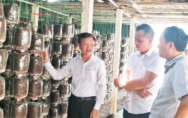 Giới thiệu quy trình trồng nấm của HTX dịch vụ Linh Phát, tỉnh Nam Định.