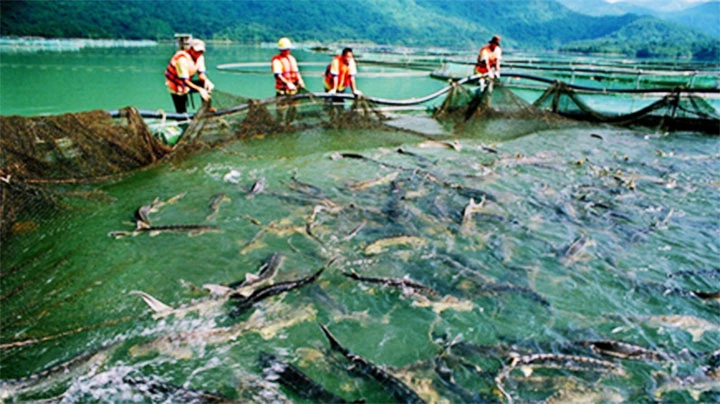 Người nuôi cá tầm trong nước đang gặp nhiều khó khăn.