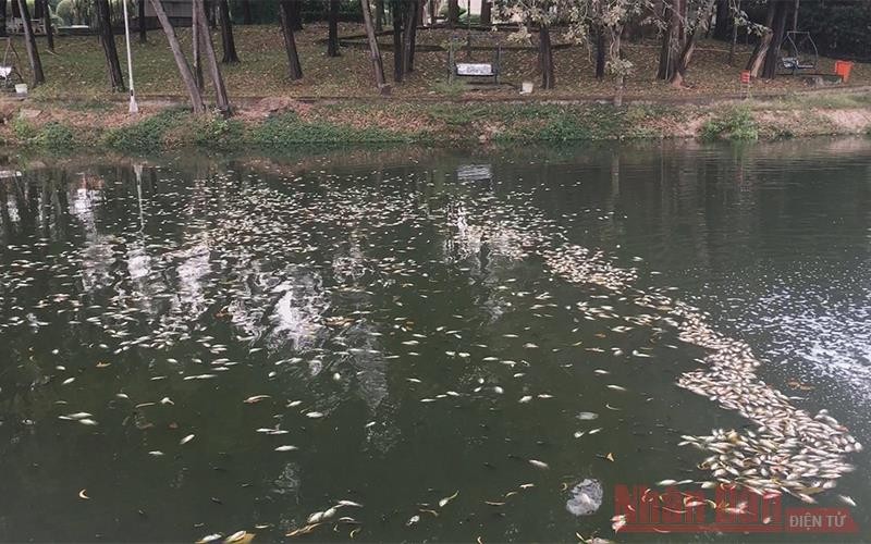 Cá chết trong hồ ở Công viên văn hóa Thanh Lễ.