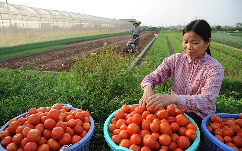 Nông dân HTX rau quả sạch Chúc Sơn, huyện Chương Mỹ (TP Hà Nội) thu hoạch cà chua. Ảnh: Quang Anh