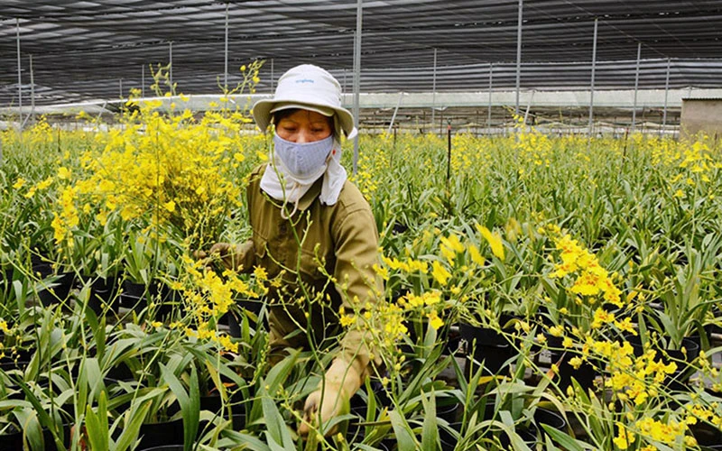 Người dân thị trấn Thạnh Mỹ, huyện Đơn Dương (Lâm Đồng) thu hoạch hoa lan cung cấp ra thị trường dịp Tết. Ảnh: VĂN BÁU