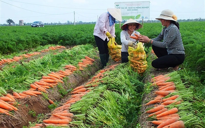 Người dân xã Đức Chính, huyện Cẩm Giàng (Hải Dương) thu hoạch cà rốt.Ảnh: LÊ BỀN