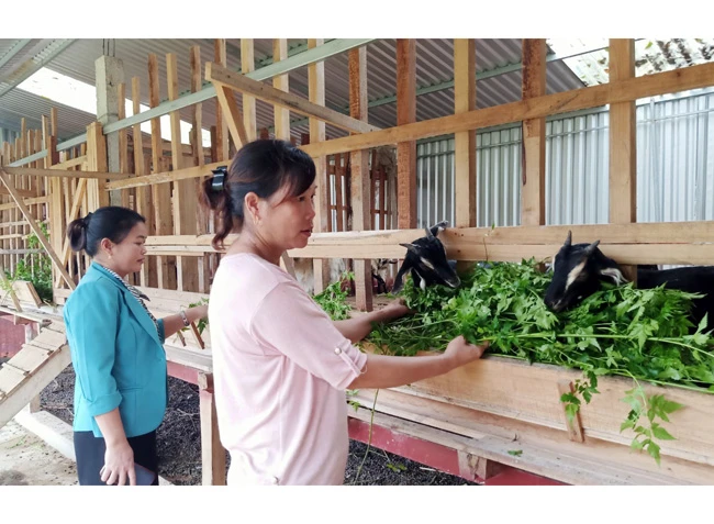 Người dân ở huyện Quỳ Hợp, Nghệ An, phát triển trang trại nuôi dê thoát nghèo (Ảnh minh họa: Thành Châu).