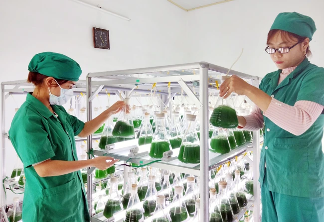 Nhân giống tảo Spirulina (tảo xoắn) để sản xuất thực phẩm chức năng tại Công ty cổ phần Khoa học công nghệ tảo VN.