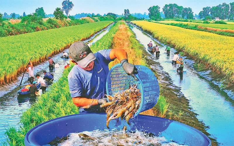 Nâng cao giá trị cho lúa thơm tôm sạch