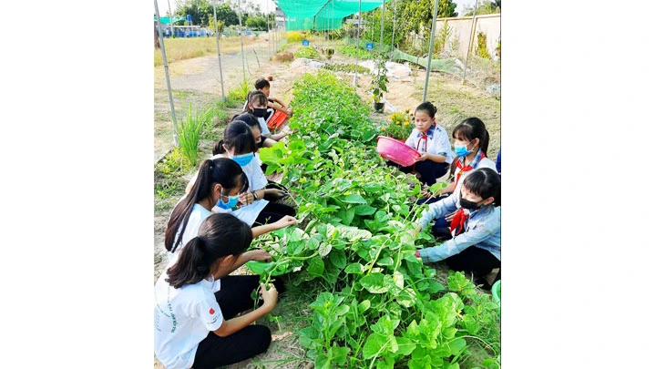 Mô hình trồng rau hữu cơ Seed To Table triển khai tại các trường học ở Bến Tre, Đồng Tháp.