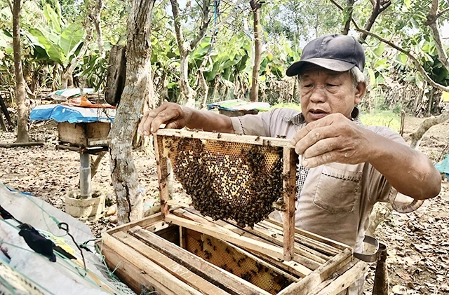 Người dân huyện Quảng Ninh, Quảng Bình, nuôi ong lấy mật thoát nghèo (Ảnh minh họa).