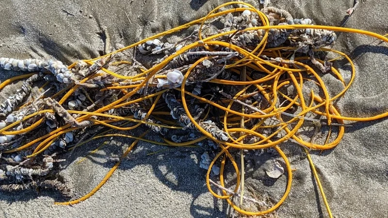 Roi biển sặc sỡ (Leptogorgia virgulata) thường bị người đi biển nhầm với mớ dây cáp hoặc dây thừng. Ảnh: NPS.
