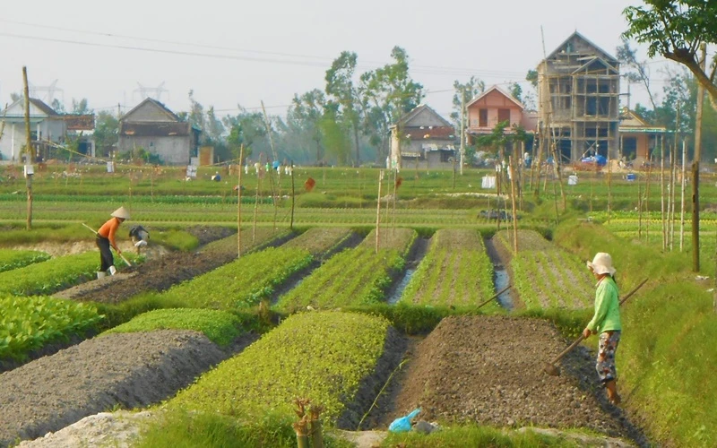 Nông dân phường Quảng Long, thị xã Ba Đồn (Quảng Bình) trồng rau chuẩn bị cho vụ rau Tết.