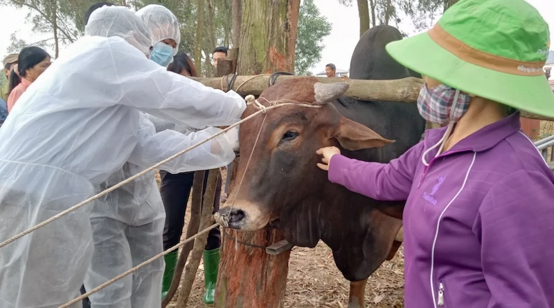 Tiêm thí điểm vắc-xin viêm da nổi cục cho đàn gia súc ở xã Tiên Phong, thị xã Phổ Yên.