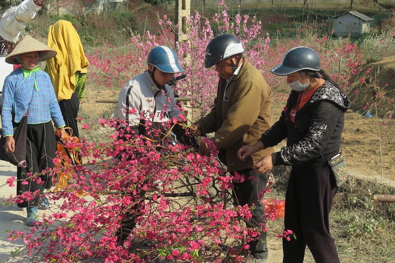Người dân ở thôn ở thôn Bản Luận, Hòa Cư (Cao Lộc), chọn đem cây đào bán cho khách.