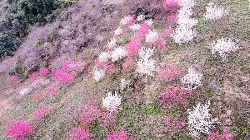 Hoa đào xen lẫn hoa mơ ở thôn Đèo Gió, huyện Ngân Sơn.