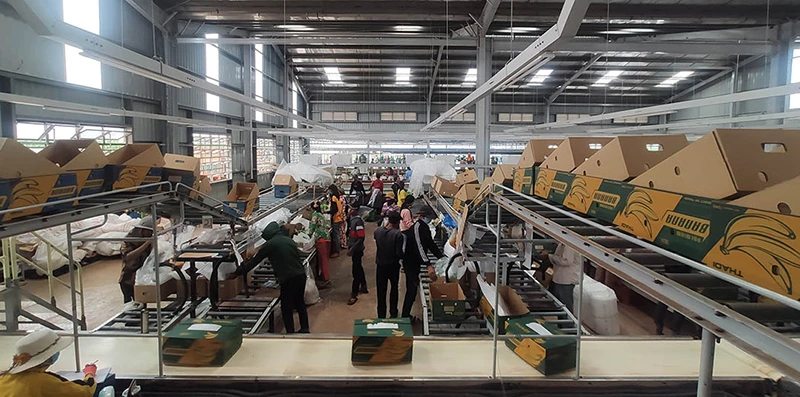 Bên trong phân xưởng đóng gói chuối xuất khẩu của Thagrico, tỉnh Kratie.