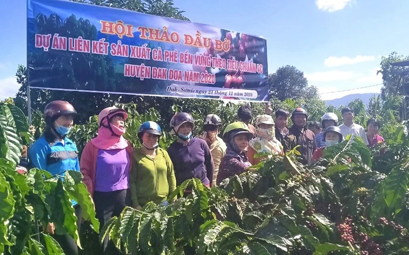 Nông dân tham gia dự án liên kết sản xuất cà-phê bền vững tại huyện Đắk Đoa (Gia Lai).Ảnh: HÀ DUY