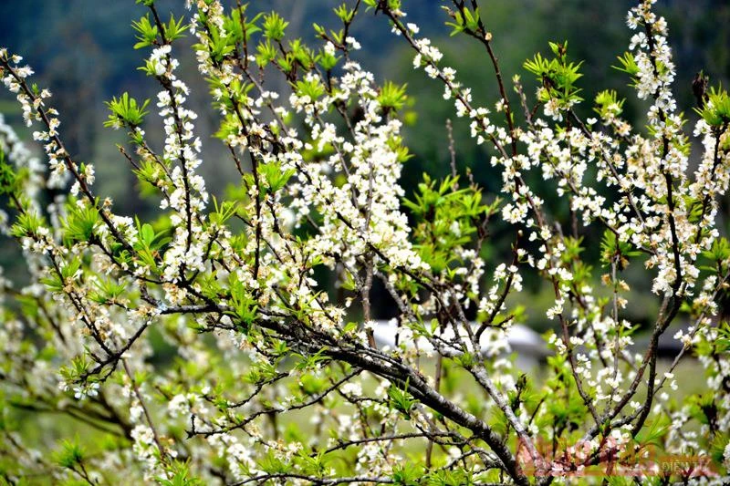 Sắc trắng tinh khôi của hoa mận Tam Hoa hòa với màu lộc xanh.